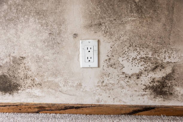 Best Comprehensive Air Testing for Mold Contaminants  in Greenwood, PA